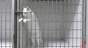 cat-escape