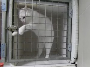 cat-escape12