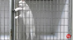 cat-escape2