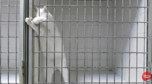 cat-escape3