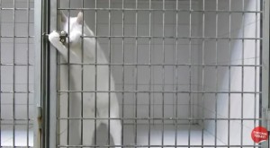 cat-escape4