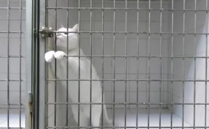 cat-escape9
