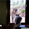 【驚愕】飼いネコと野生ネコ、ガラス越しの遭遇