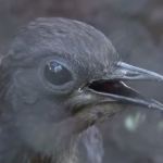 七色の鳴き声を自由自在に操る鳥、コトドリの絶技！